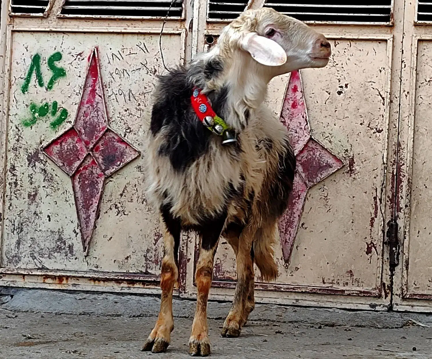 شیشک قوچ عتیقه|حیوانات مزرعه|بروجرد, |دیوار