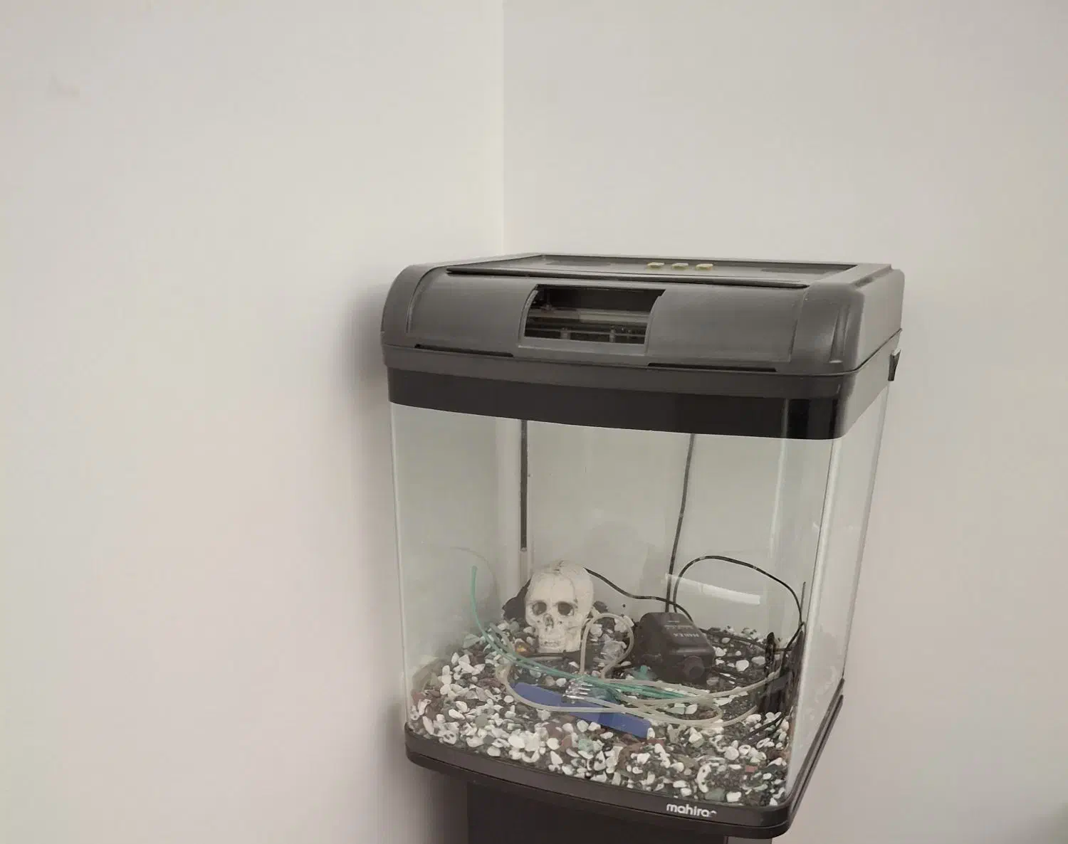 آکواریوم|ماهی|فسا, |دیوار