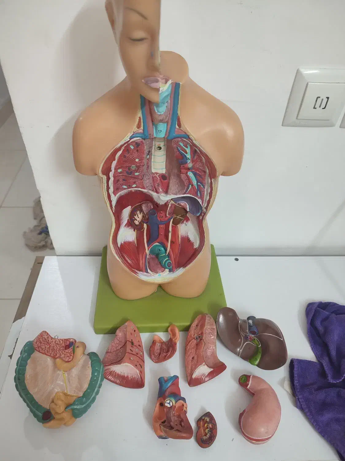 مولاژ بدن|پزشکی|آبیک, |دیوار