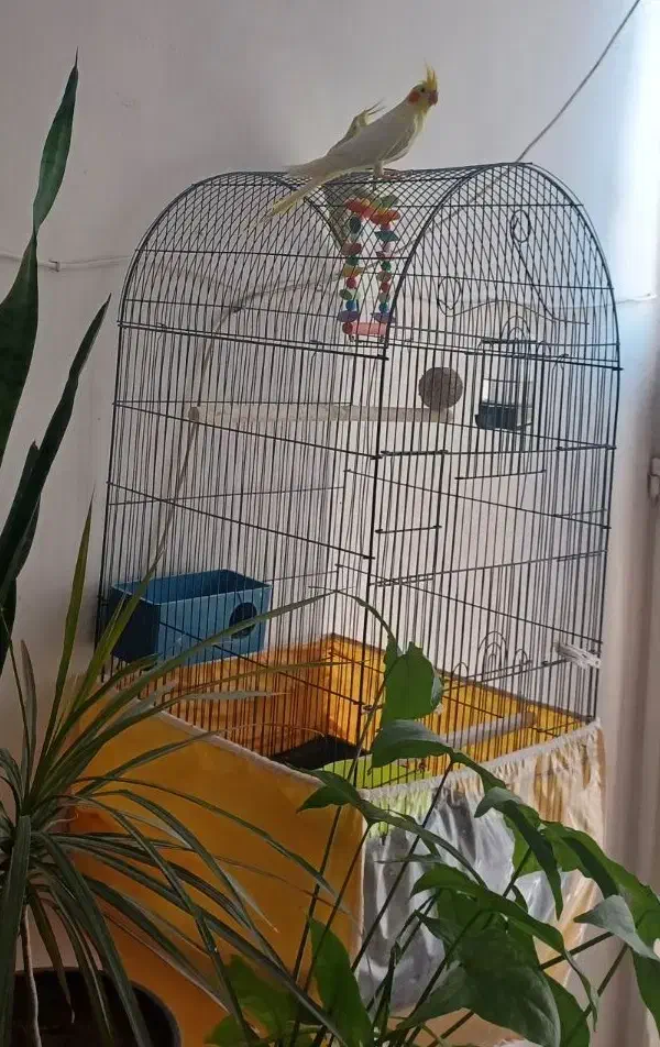 قفس بزرگ|لوازم جانبی حیوانات|مشهد, شهید بهشتی|دیوار