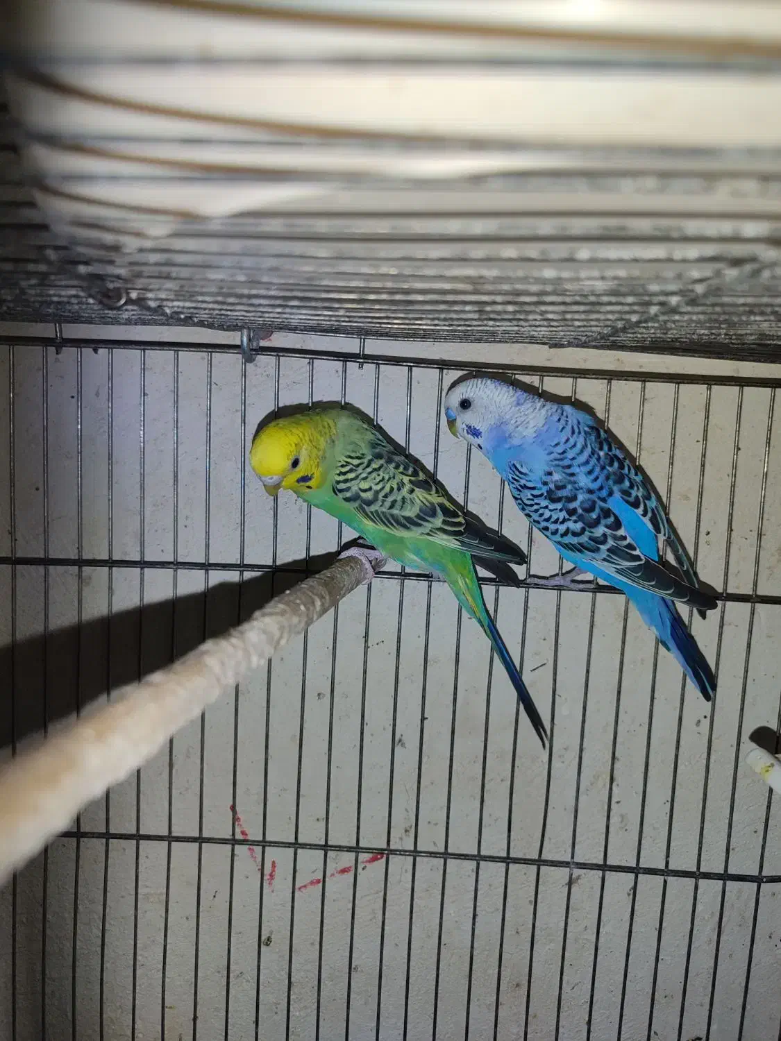 حدود ده جفت مرغ عشق هلندی چشم سرخ همه دستی و مولد|پرنده|شاهین‌شهر, شهرک گلدیس|دیوار