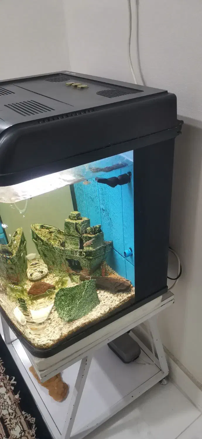 آکواریوم|ماهی|شهریار, کهنز|دیوار