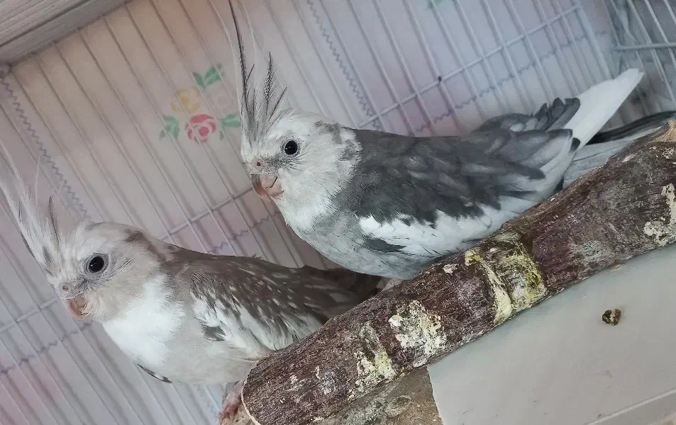 جفت عروس هلندی|پرنده|گرمسار, |دیوار