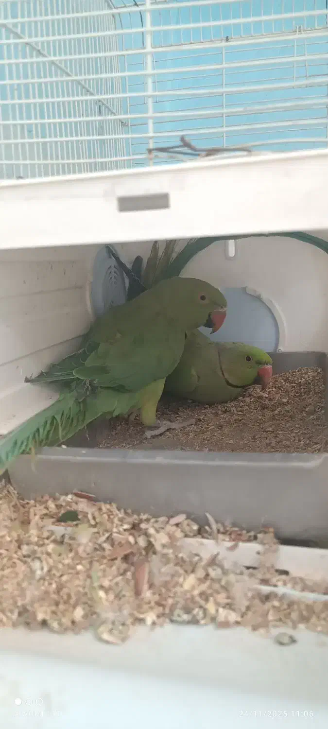 طوطی سبز ملنگو|پرنده|ایرانشهر, |دیوار