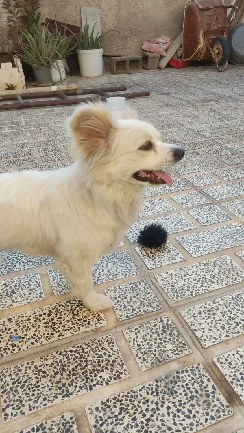 سگ پامرروباهی سفید فروش به علت مهاجرت|سگ|مرودشت, سهلآباد|دیوار