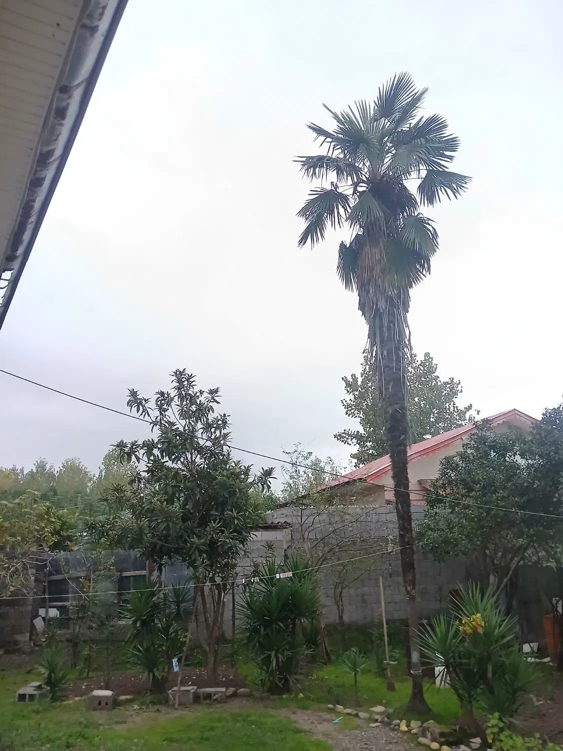 پالم ۸ متری ۵۰ ساله کاشته شده .|گل و گیاه طبیعی|کوچصفهان, |دیوار