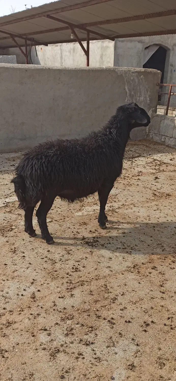 ۱ راس قوچ جوان برای نگهداری و دامازدخ|حیوانات مزرعه|میاندوآب, |دیوار