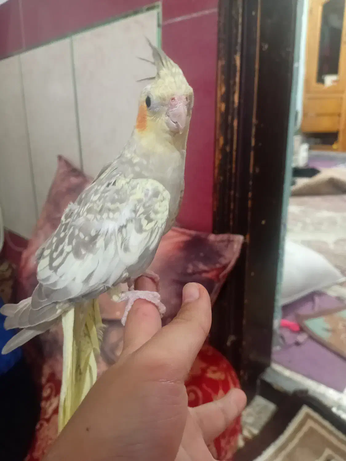 عروس هلندی زیبا|پرنده|گالیکش, |دیوار