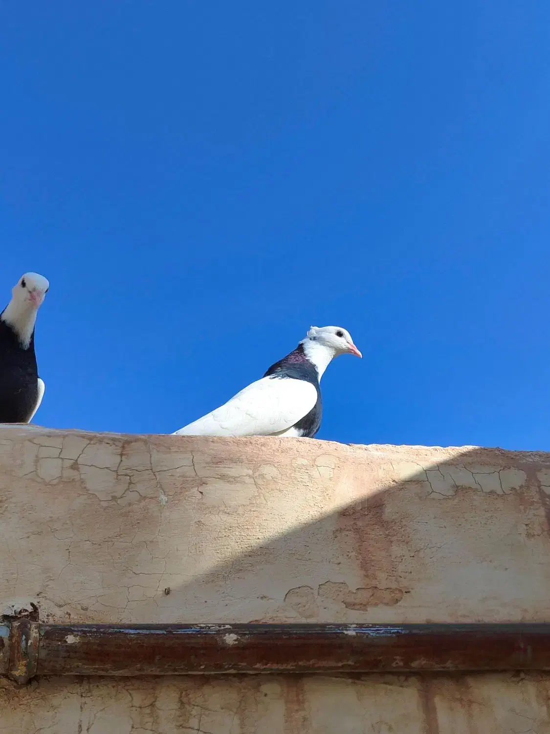 دو تا جوجه طوقی گمشده|پرنده|تربت جام, فاز ۳ فرهنگیان|دیوار