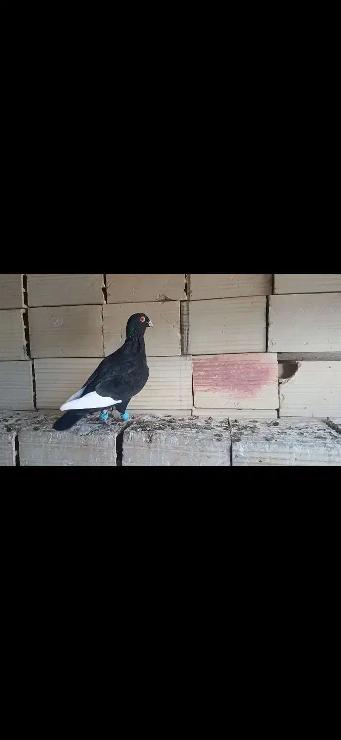 قارا سیاه|پرنده|الوند, |دیوار