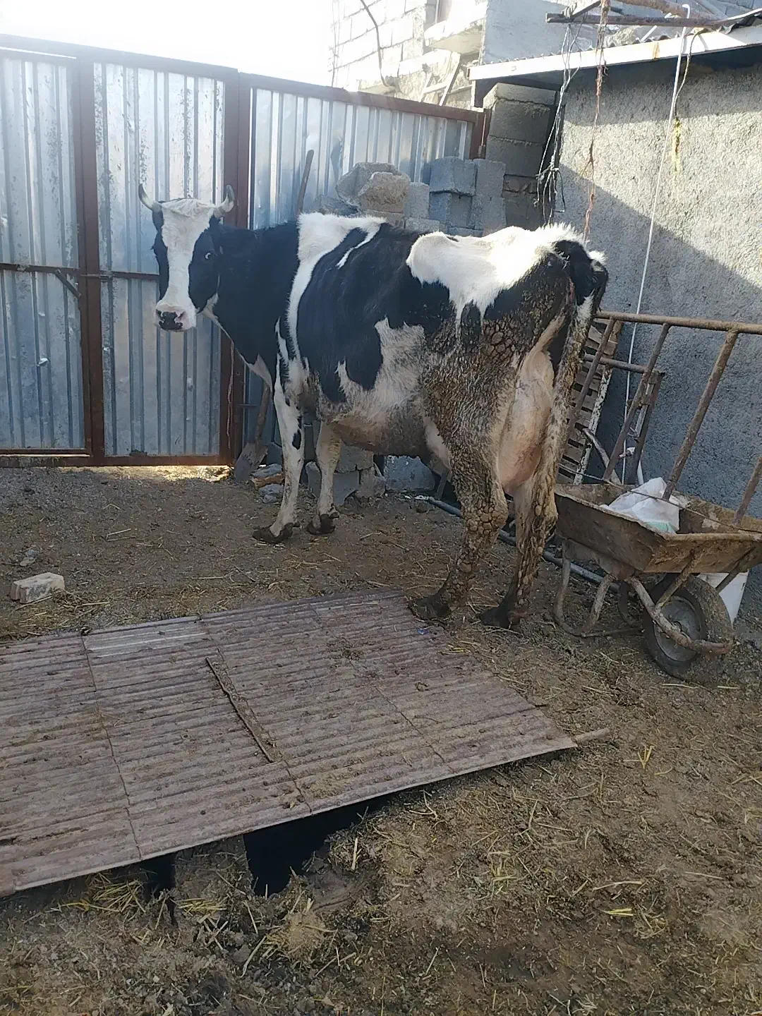 گاو شیری|حیوانات مزرعه|بیرجند, |دیوار