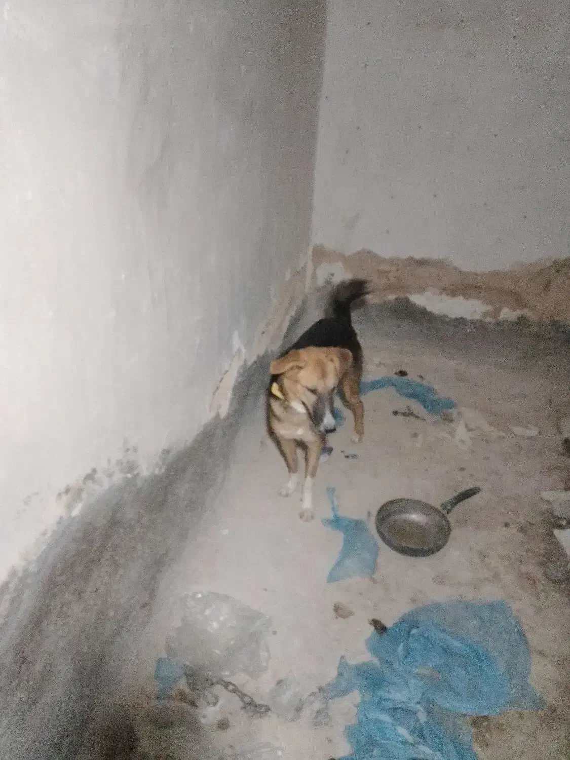 سگ دورگه ژرمن قدر جون|سگ|اندیمشک, |دیوار