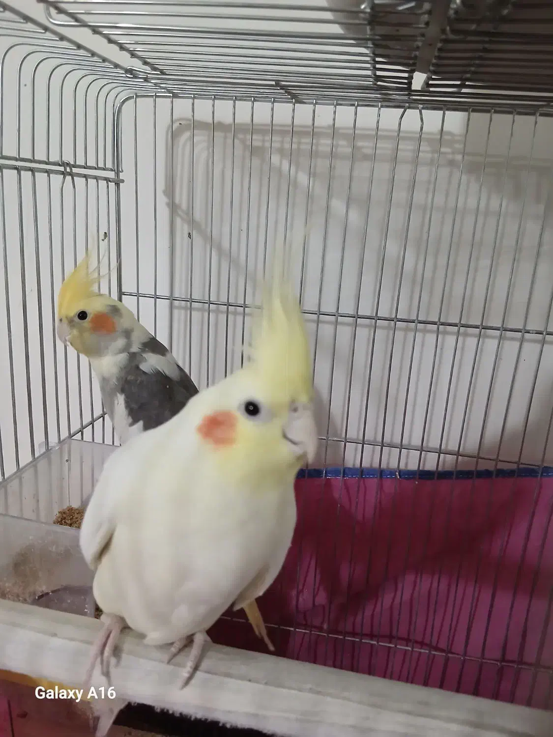 جفت مولد و حرف می‌زنن|پرنده|قم, دورشهر|دیوار