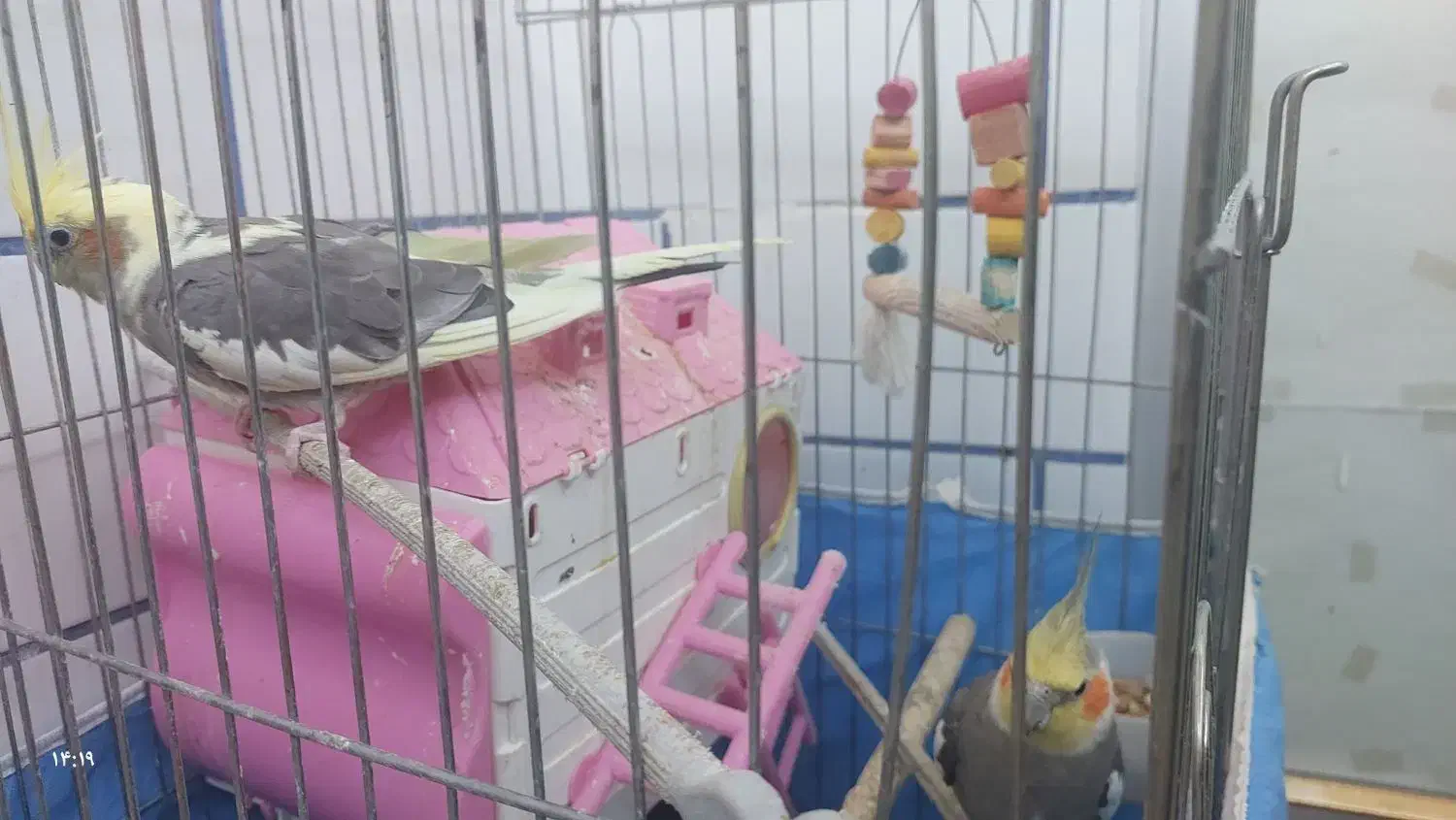 جفت طوطی عروس مولد|پرنده|بهبهان, |دیوار