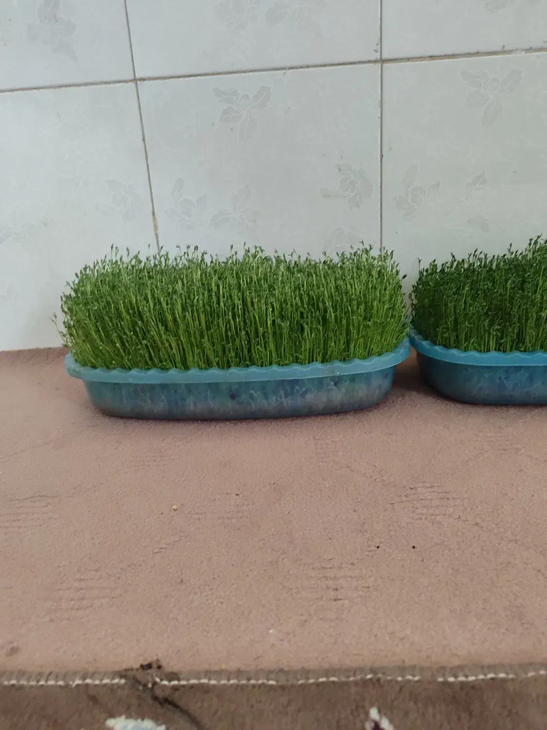 سبزه|گل و گیاه طبیعی|کوهدشت, |دیوار