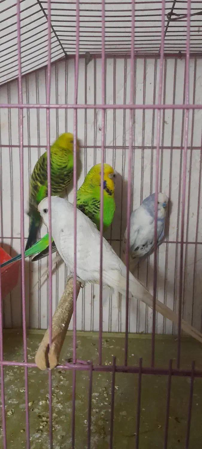 دو جفت مرغ عشق انگلیسی|پرنده|بوشهر, |دیوار