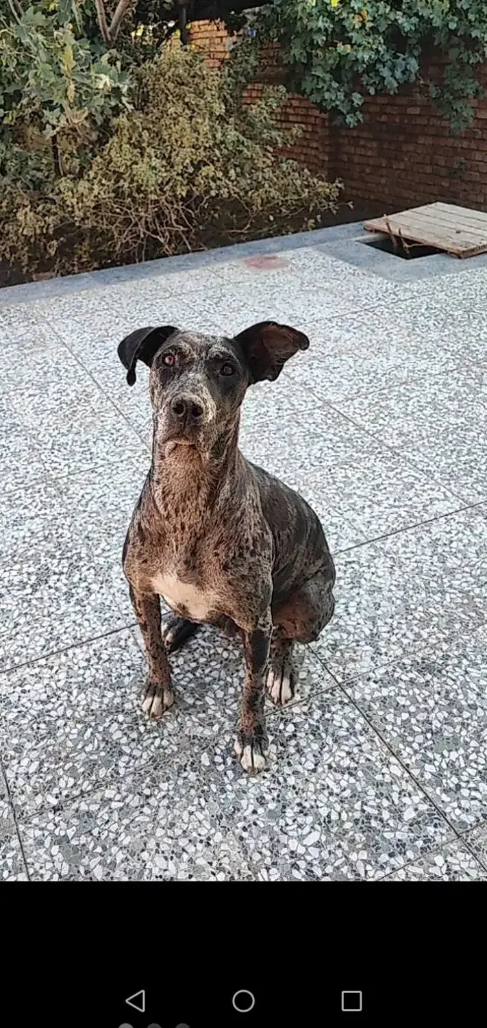 سگ گریت دین نگهبان|سگ|زرند, |دیوار