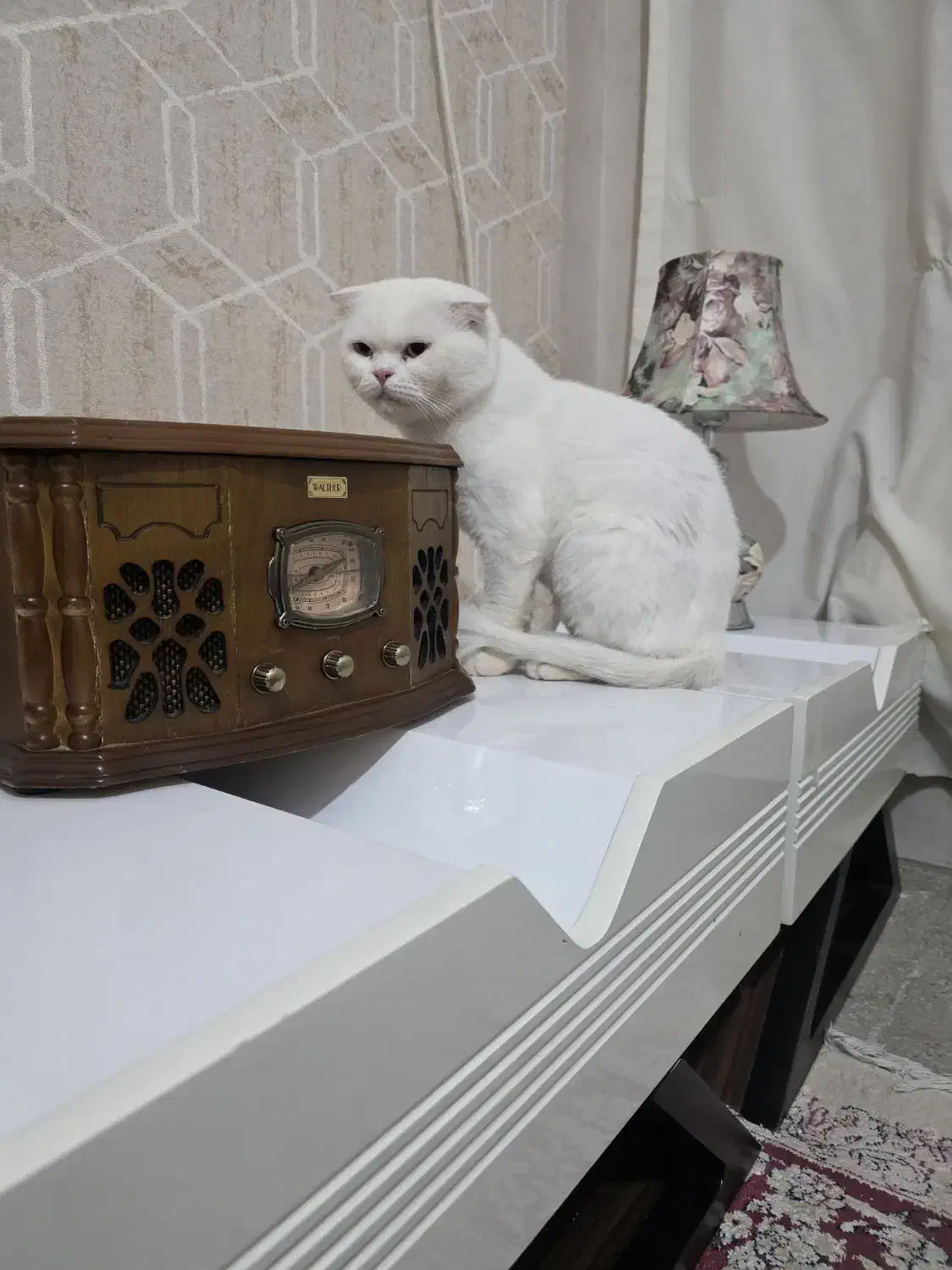 گربه اسکاتیش نر|گربه|قم, بنیاد|دیوار