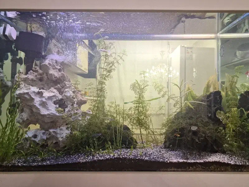آکواریوم آب شیرین|ماهی|تهران, حکیمیه|دیوار