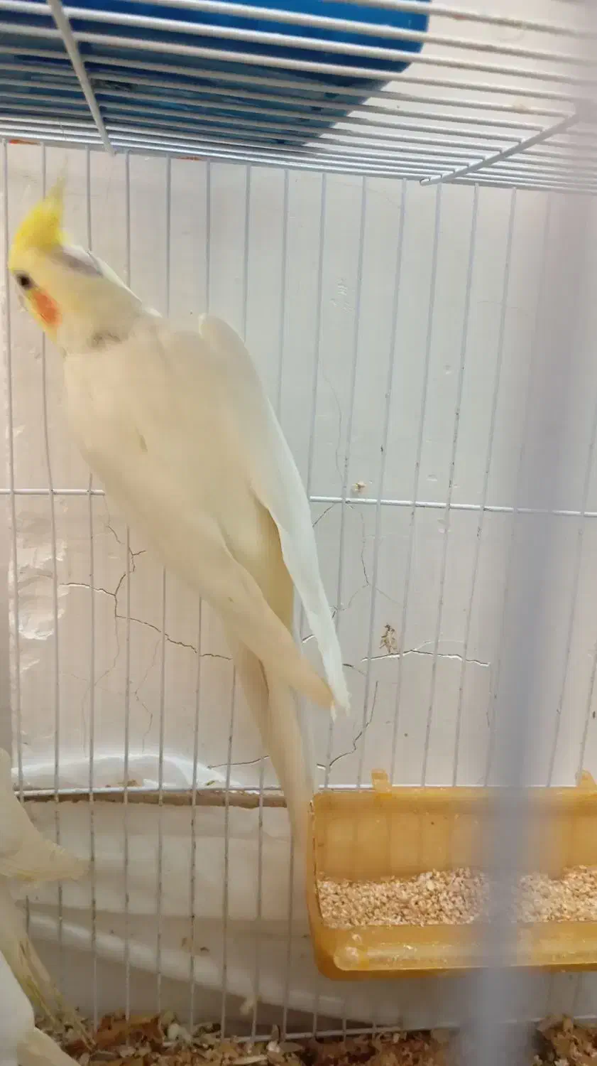 عروس هلندی لوتینو|پرنده|مشهد, کشف|دیوار