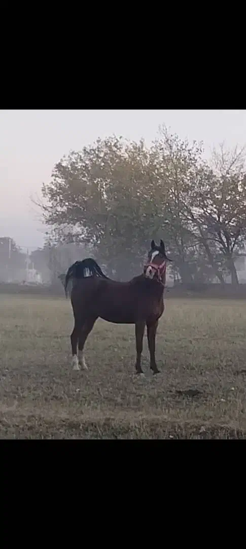 فروش|اسب و تجهیزات اسب‌سواری|گلپایگان, |دیوار