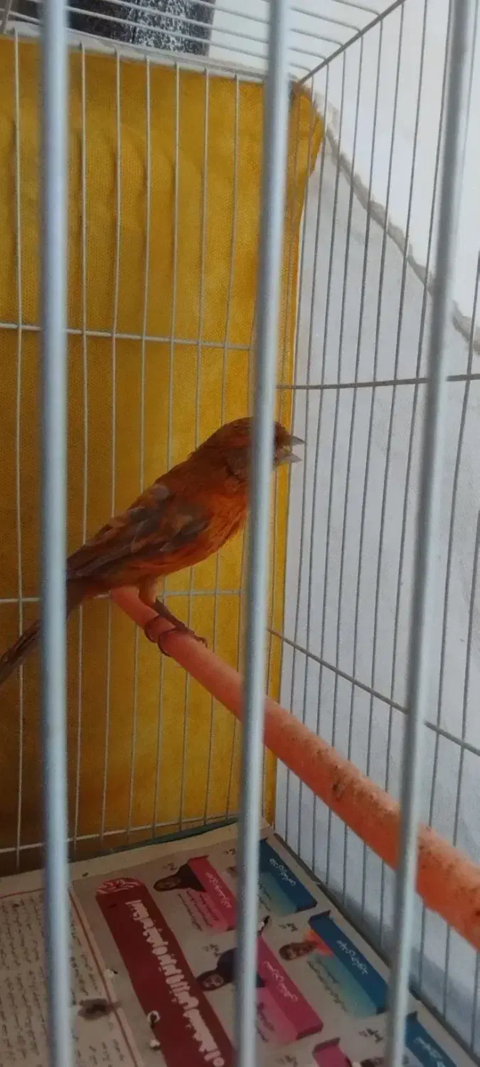 قناری نر سرخ شتری اورجینال مست مستخون|پرنده|مشهد, ادیب نیشابوری (شهرک غرب)|دیوار