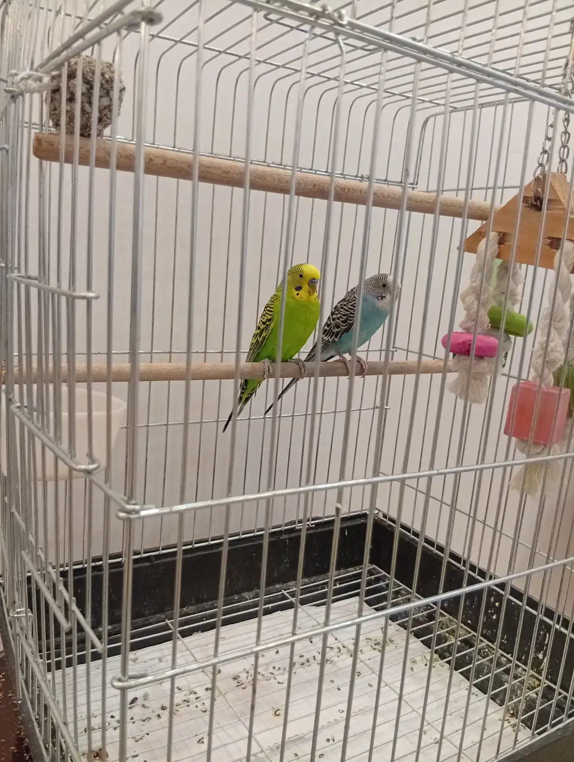 یک جفت مرغ عشق بالغ همراه با قفس و تمام وسایل|پرنده|ساوه, |دیوار