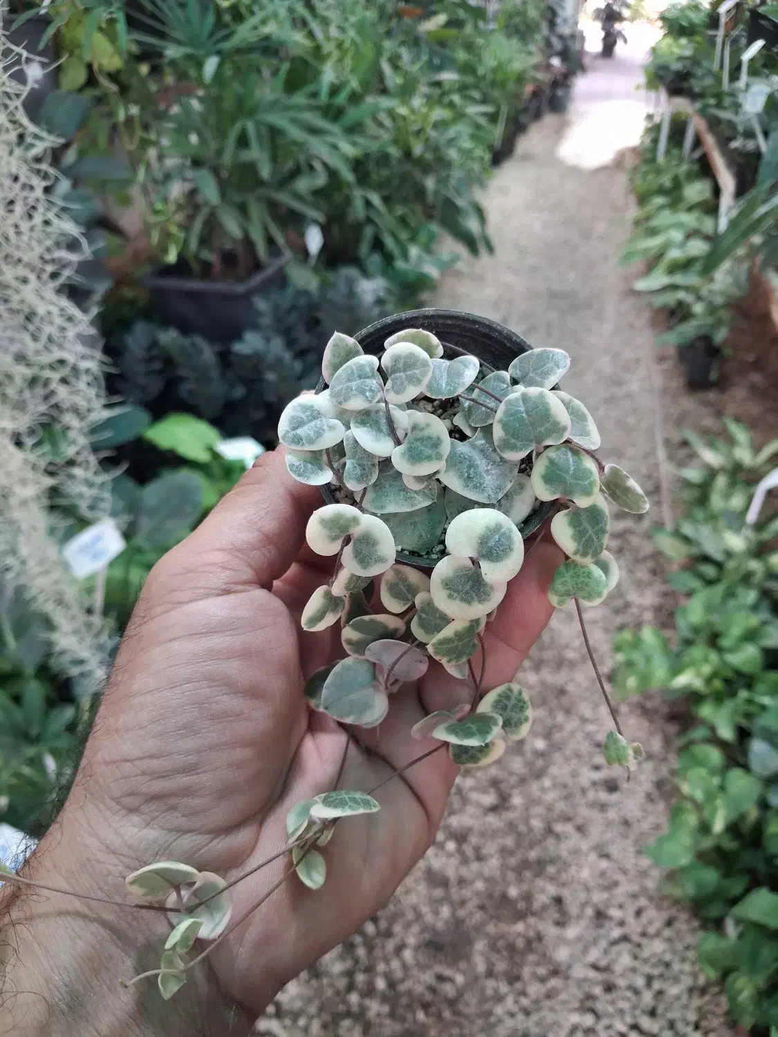 ارکیده دندروبیوم فالانوپسیس وانیل البوکا اسپیرالیس|گل و گیاه طبیعی|مشهد, شهرک صنعتی توس|دیوار