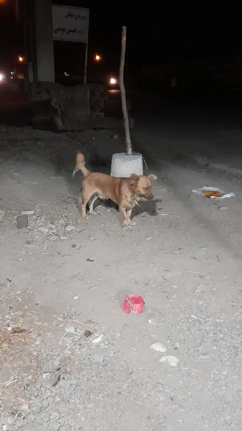 سگ پاکوتاه اشپیتز|سگ|گرگان, |دیوار