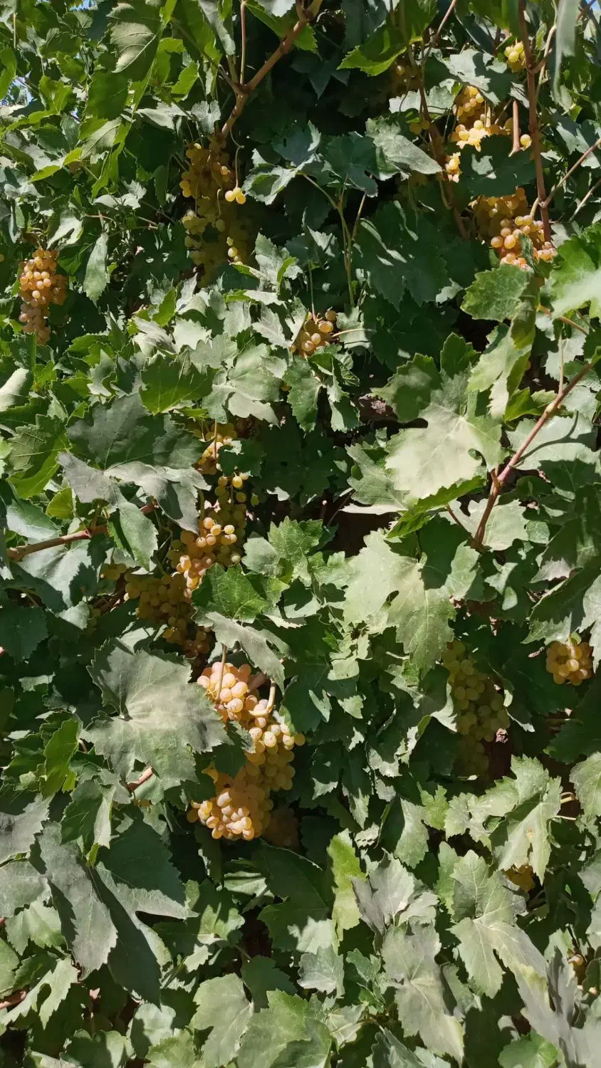 انواع نهال انگور|خدمات باغبانی و درختکاری|نطنز, |دیوار