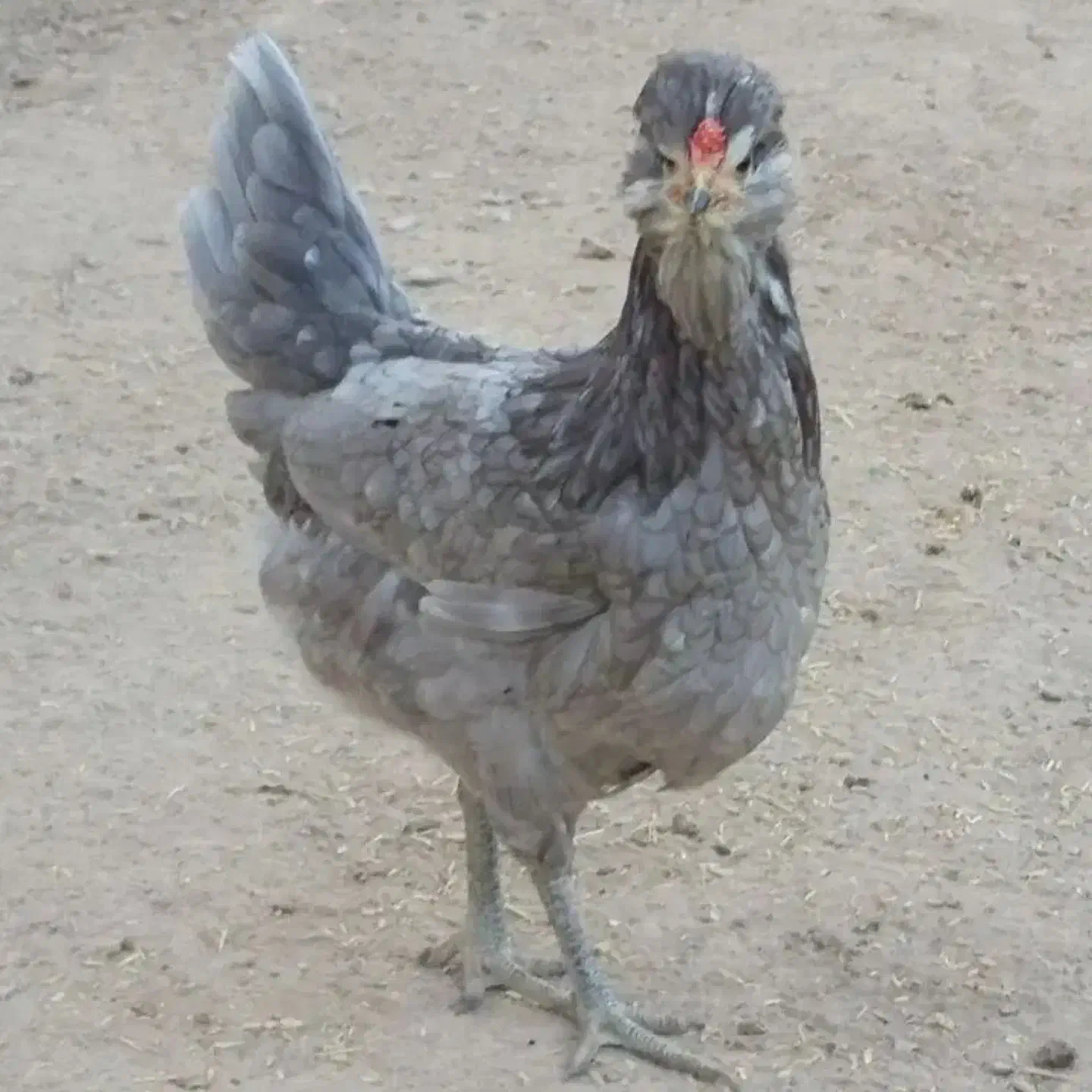 تخم نطفه دار گلین طوسی و پنگوئنی|حیوانات مزرعه|اصفهان, تیران|دیوار