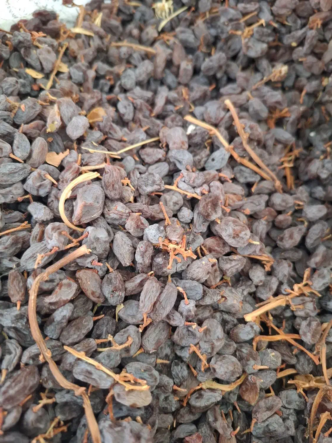 کشمش آفتابی بوانات|خوردنی و آشامیدنی|بوانات, |دیوار