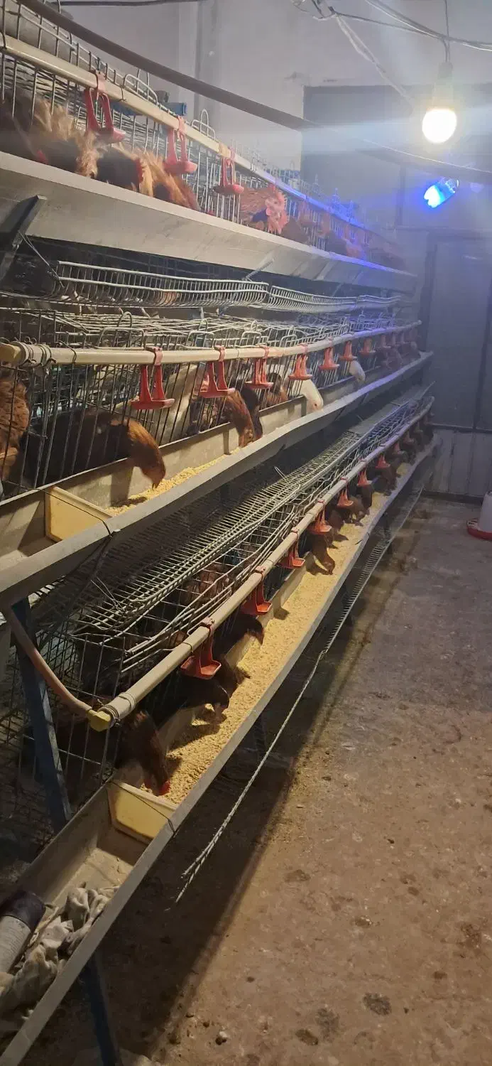 مرغ|حیوانات مزرعه|قیدار, |دیوار