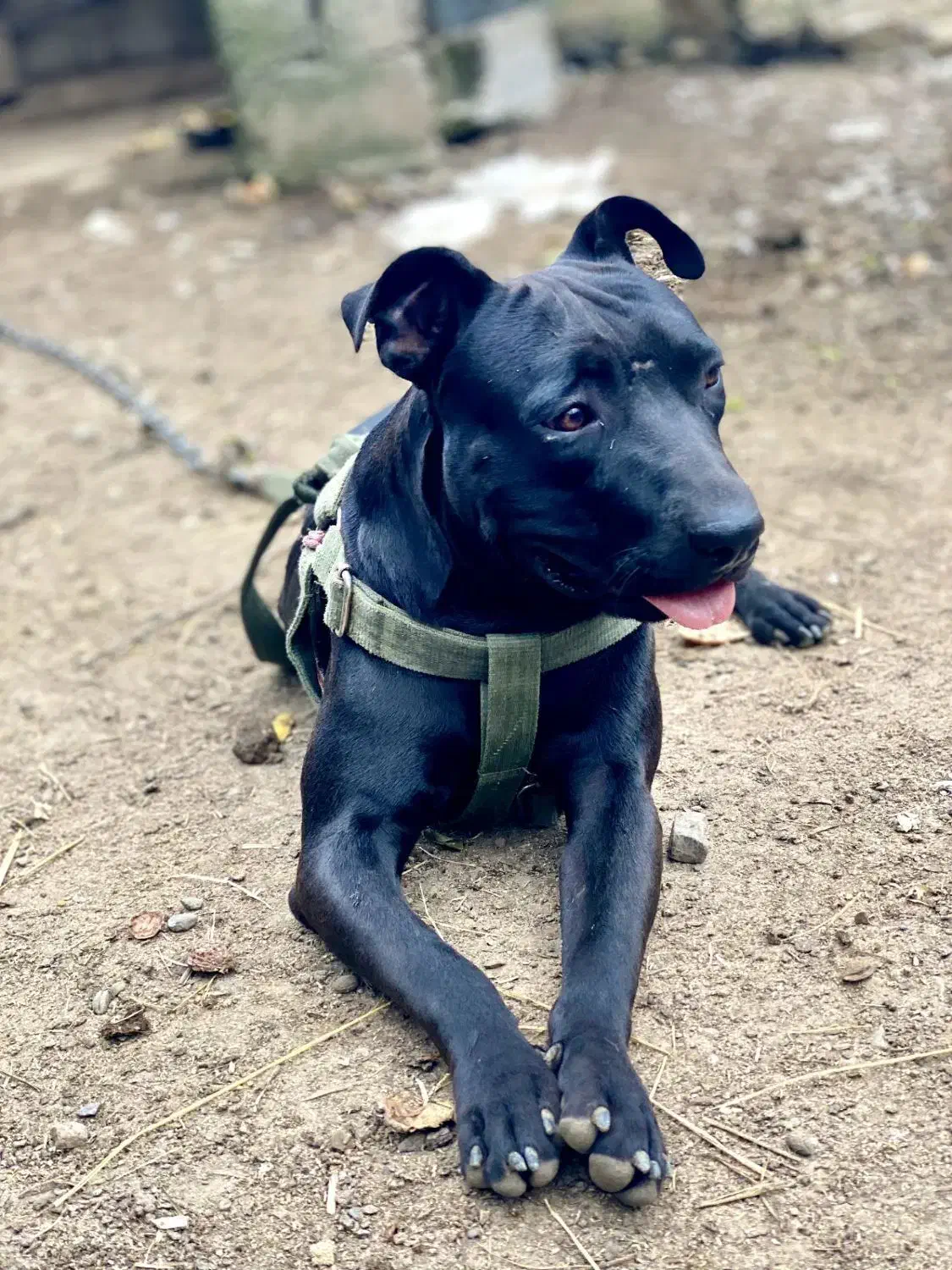 سگ پیتبول|سگ|ماسال, |دیوار