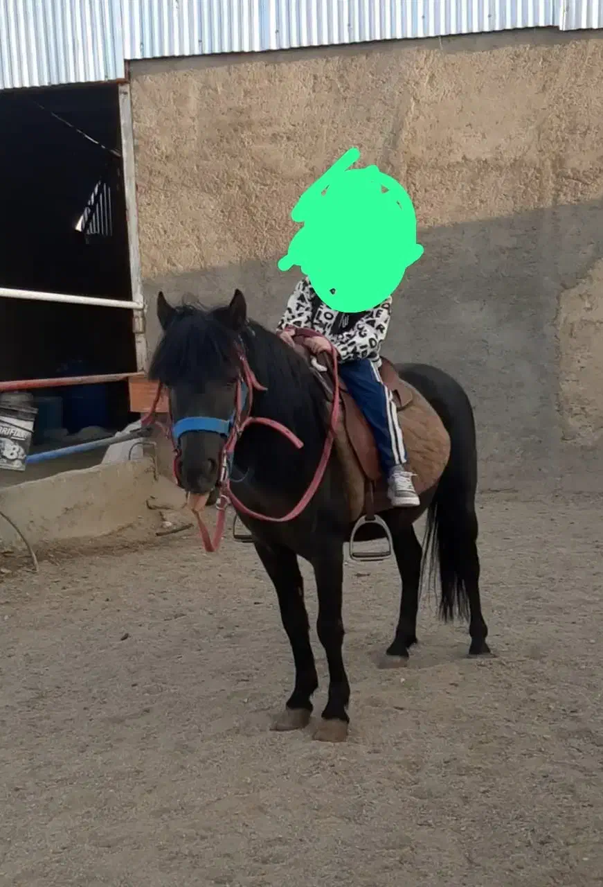 اسب پونی و فلابلا|اسب و تجهیزات اسب‌سواری|تهران, امام خمینی|دیوار