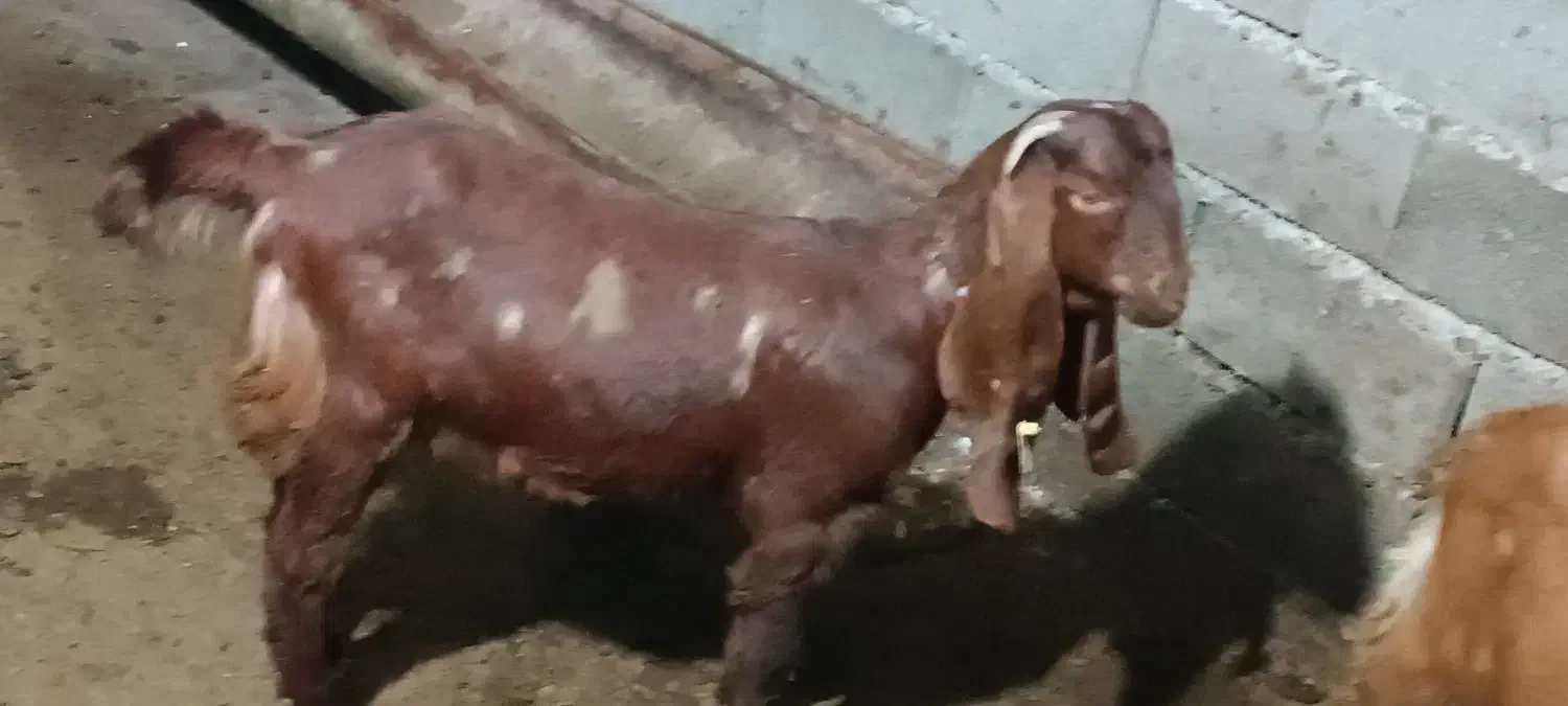 سه عدد بز پاکستانی|حیوانات مزرعه|جلین, |دیوار