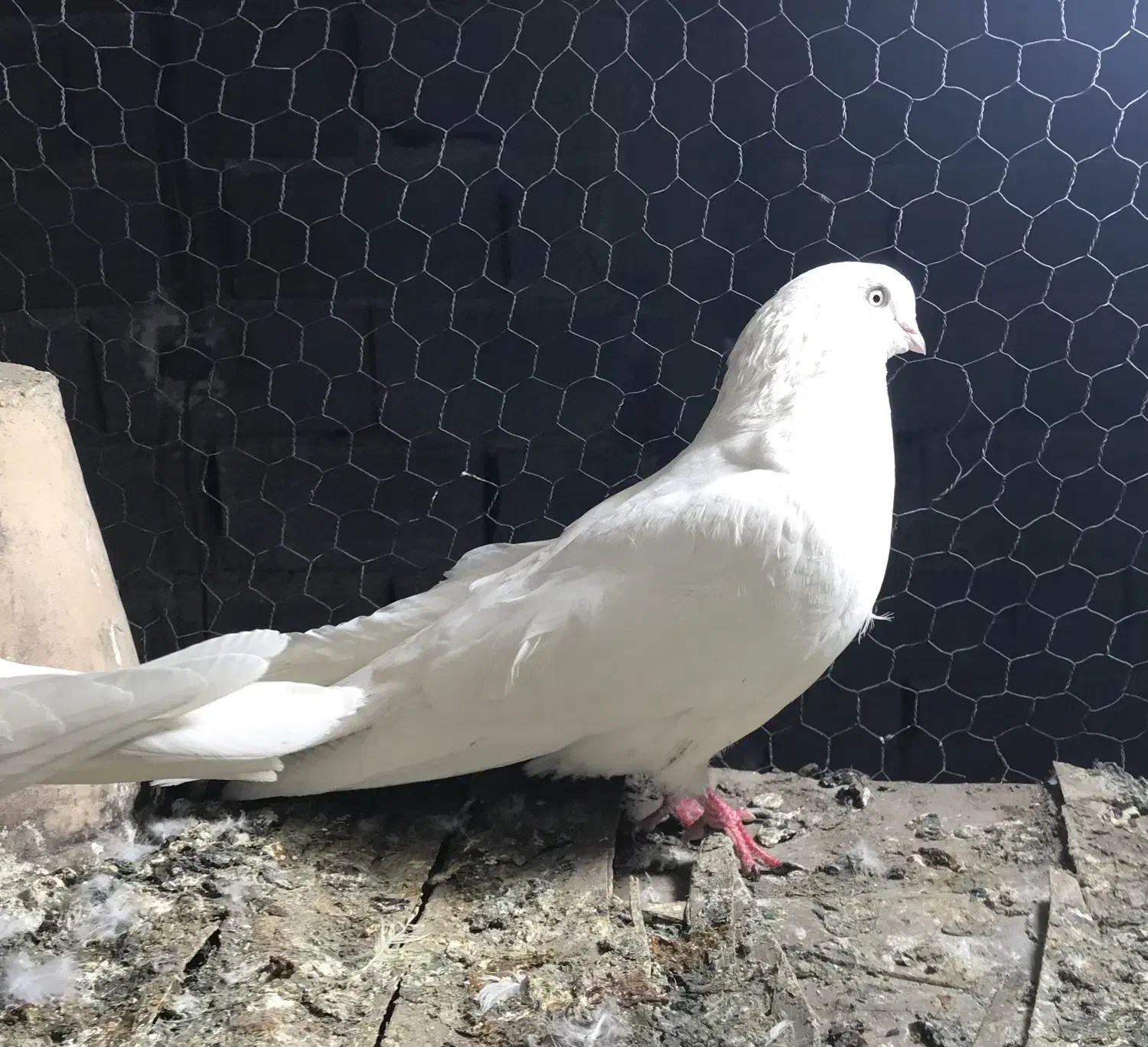 طوقی سفید چشم سفید|حیوانات|نمین, |دیوار