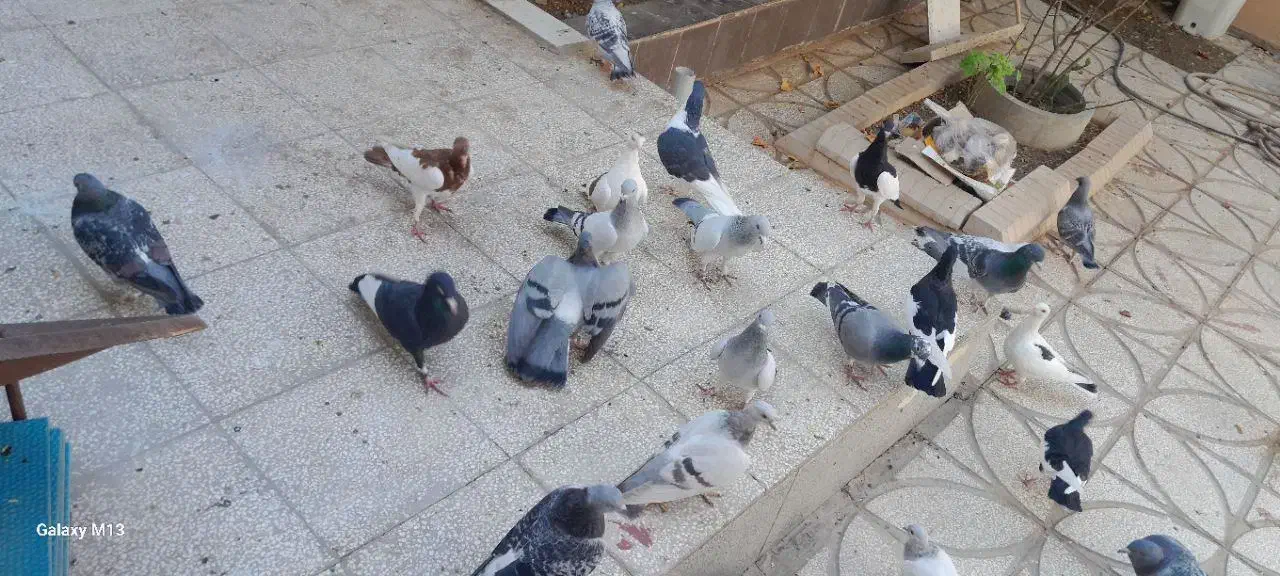 انواع کبوتر|پرنده|فردوس (خراسان), |دیوار