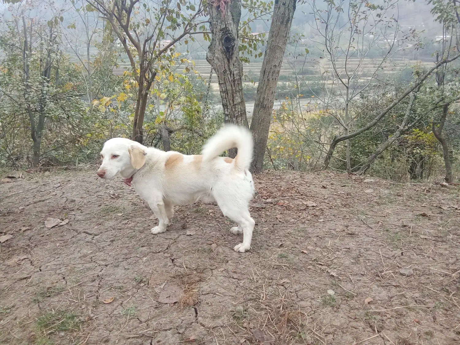 سگ پا کوتاه|سگ|تالش, هشتپر|دیوار