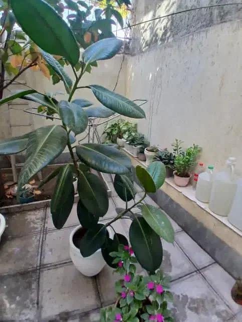 گل طبیعی فیکوس خیلی بزرگ بعلت کمبود جا ۱۲۰۰|گل و گیاه طبیعی|خوی, |دیوار