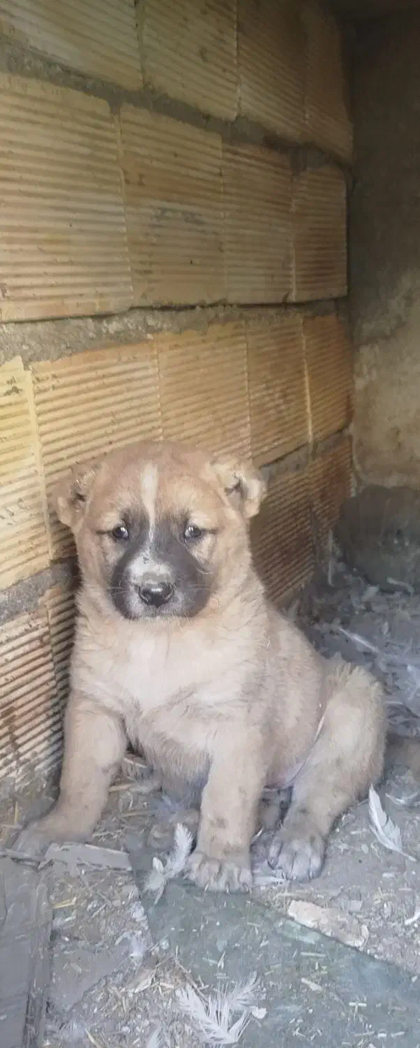 سگ سرابی عراقی پژدر خراسانی آلابای افغان|سگ|کبودرآهنگ, |دیوار