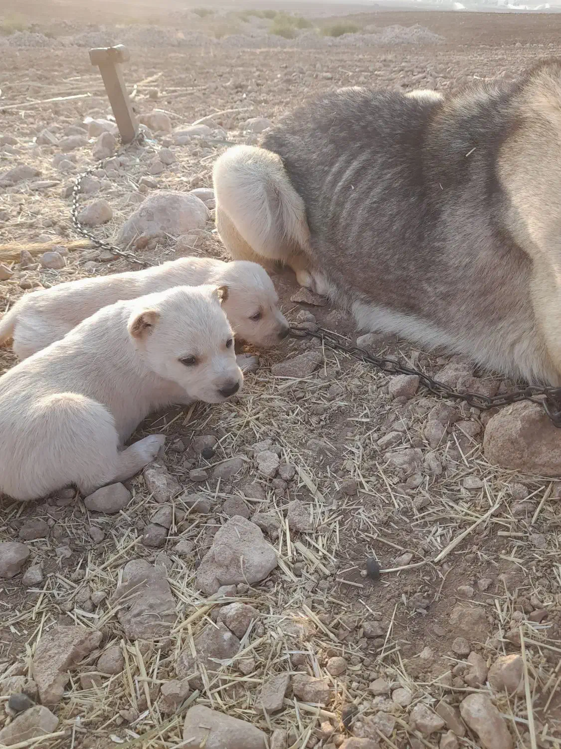 ۲ عدد شاه توله ماده سرابی|سگ|اسلامآباد غرب, |دیوار