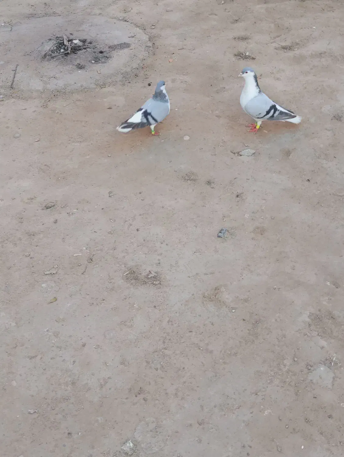 یک جفت ساده سبز با جوجه چب|پرنده|گنبد کاووس, |دیوار