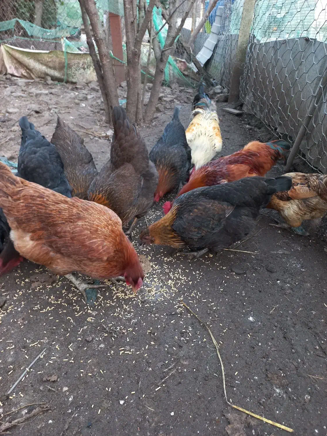 مرغ محلی درشت|حیوانات مزرعه|آستارا, |دیوار