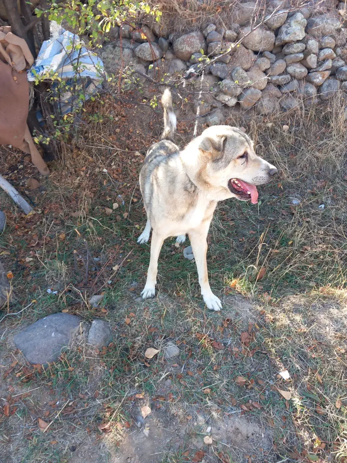 سگ عراقی|سگ|اردبیل, |دیوار