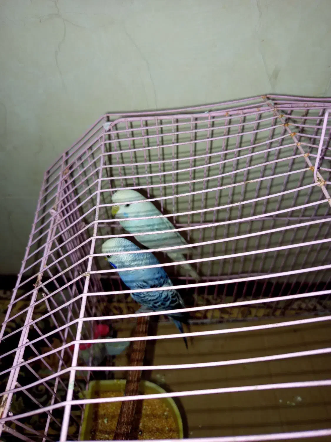 مرغ عشق آبی|پرنده|گنبد کاووس, |دیوار