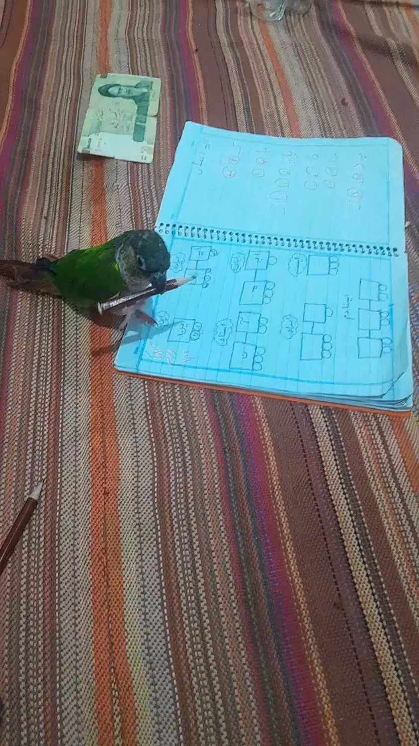 طوطی گیرنچیک کاملادستی|پرنده|ری, علایین|دیوار