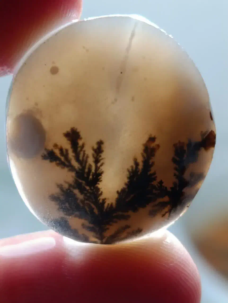 شجر قائن|جواهرات|یزد, |دیوار