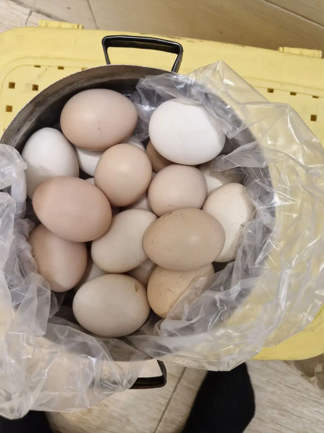 تخم مرغ محلی|خوردنی و آشامیدنی|سبزوار, ابارش|دیوار