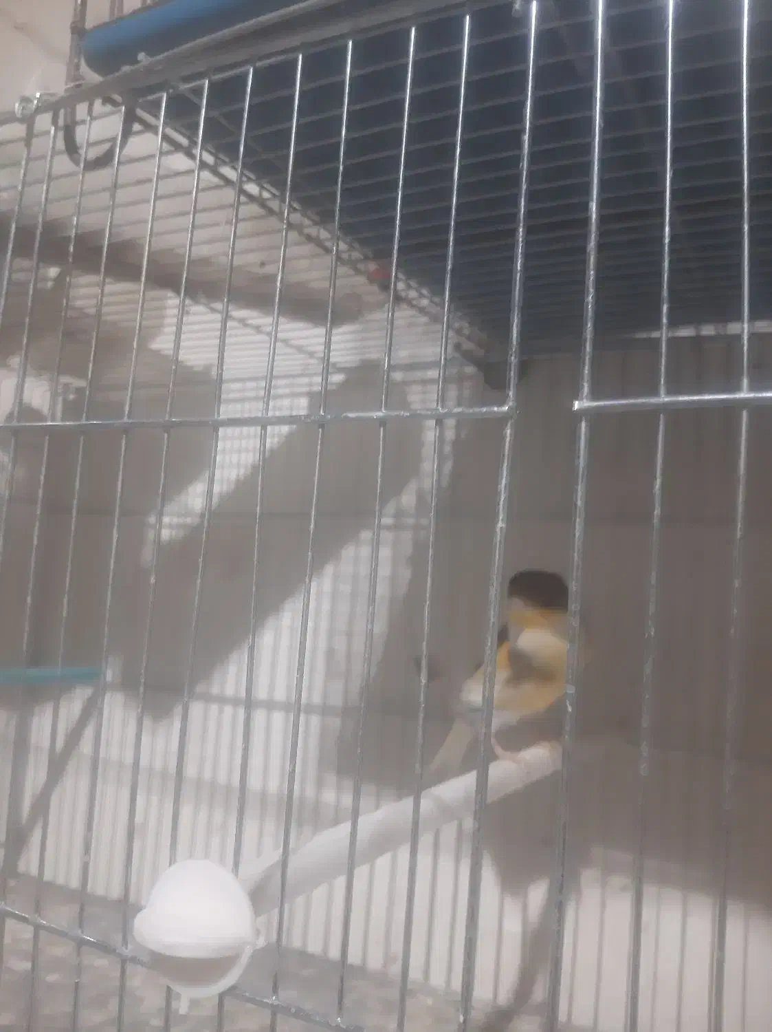 سلام .یک عدد قناری نر جوان خوی|پرنده|خمینیشهر, |دیوار